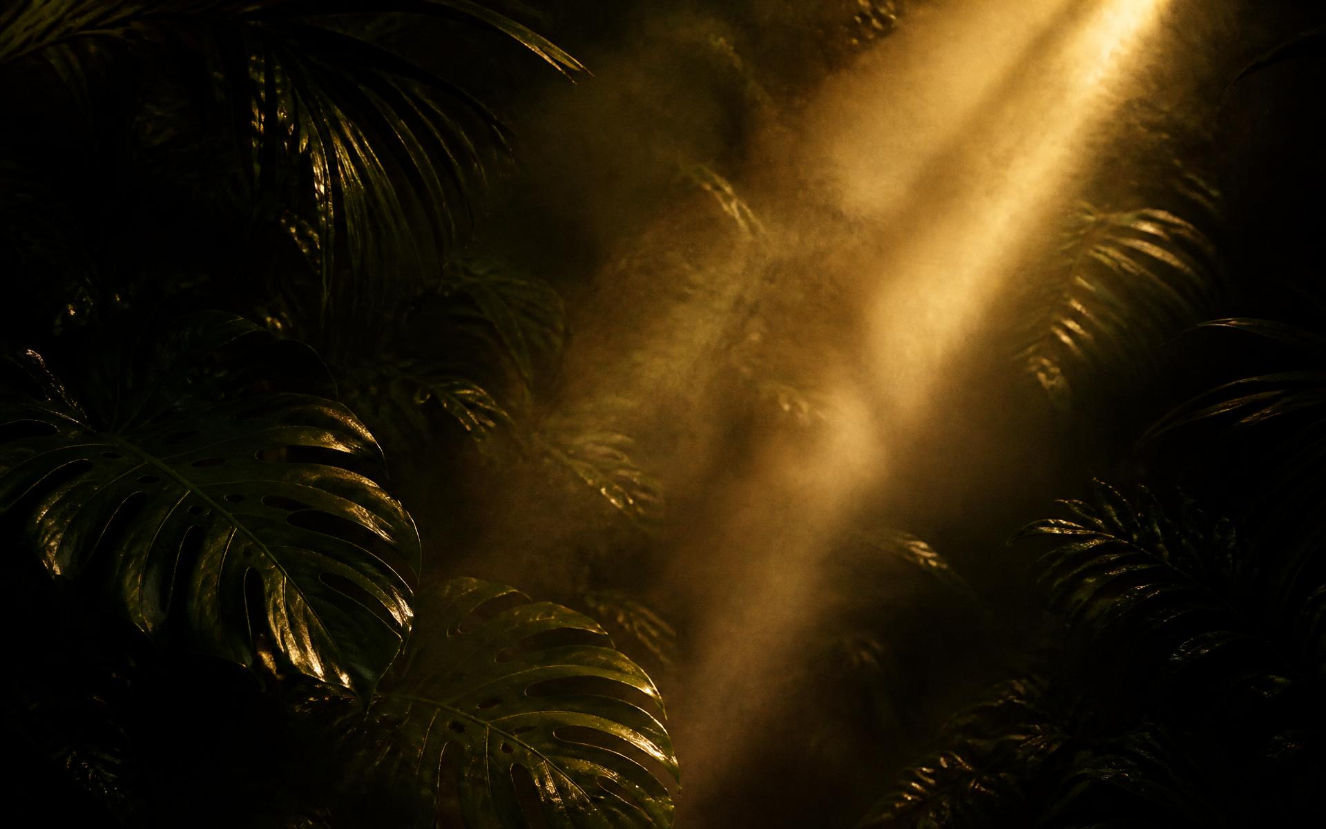 Atmospheric tropical foliage lit by a shaft of golden light